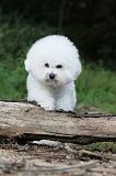 BICHON FRISE 158